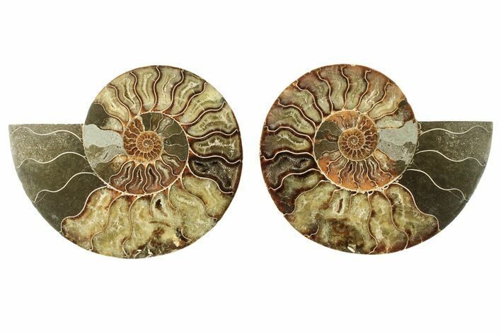 Cut & Polished, Agatized Ammonite Fossil - Madagascar #266537